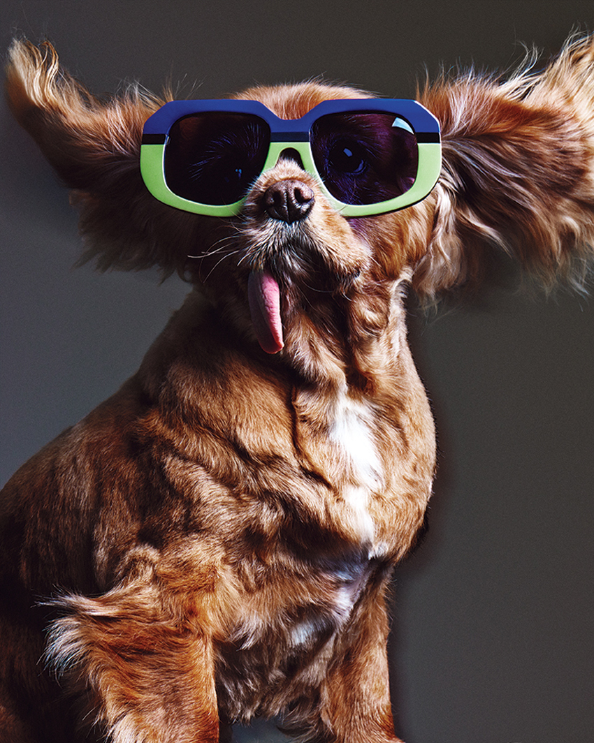 BYCHILL FASHION BLOG Toast Meets Karen Walker eyewear campaign featuring the fat Jewish's dog